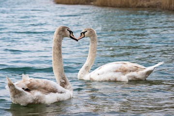 Junge Schwäne im Wasser