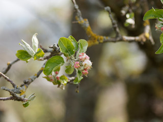Inflorescences printanière du pommier domestique (Malus domestica).