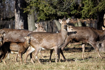 Naklejka na ściany i meble Beautiful Female Deers with Mouflons in the Forest Late Winter Time