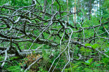 Nature,environment, forests, swamps, fields, rivers