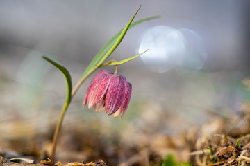 Snake's head fritillary