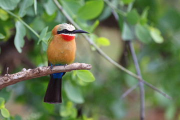 Weißstirnspint / White-fronted bee-eater / Merops bullockoides