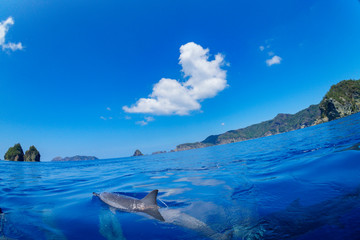 ボートの舳先を泳ぐハシナガイルカ
