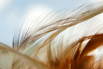 Plumes