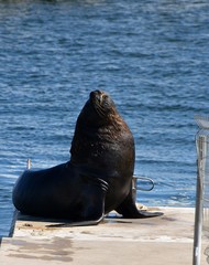 Naklejka premium URUGUAY, Piriapolis, Casa Pueblo, Punta del Este