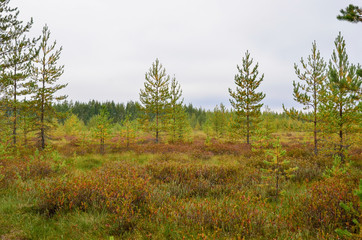 Nature,environment, forests, swamps, fields, rivers