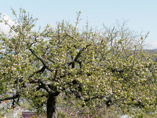 Pommier domestique en fleurs (Malus domestica)