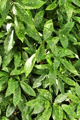 Aucuba japonica plant