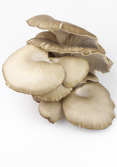 Oyster mushrooms on white