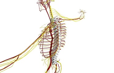Circulatory and nervous system, vertebral column