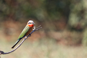 Weißstirnspint / White-fronted bee-eater / Merops bullockoides