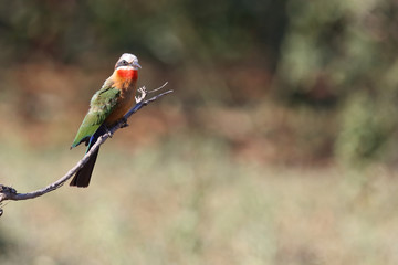 Weißstirnspint / White-fronted bee-eater / Merops bullockoides