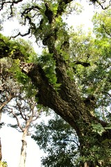 Leafy and green gardens in Sintra