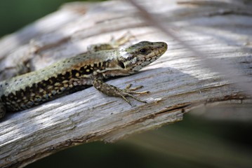 Naklejka premium Lézard