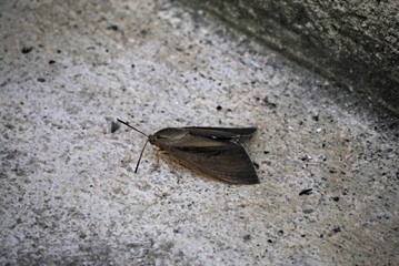 papillon