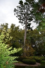 URUGUAY, Castillo del Cerro, Panoramicas,animales, aves, jardines,peces,ornamentos