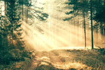 sunrays in the forest