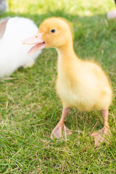  Little easter duck on green grass with open beak.