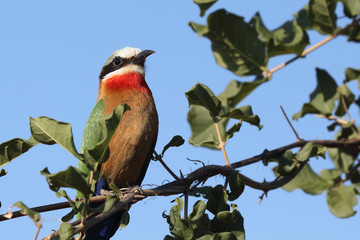 Weißstirnspint / White-fronted bee-eater / Merops bullockoides
