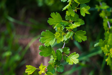 young branch of gooseberry in spring