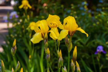 Fototapeta premium beautiful irises flowers in natural environment