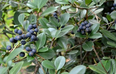 URUGUAY, Castillo del Cerro, Panoramicas,animales, aves, jardines,peces,ornamentos