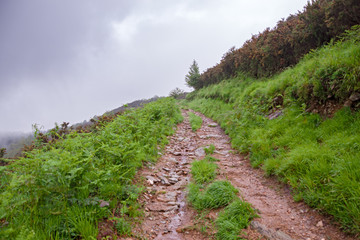Fototapeta na wymiar Mountain trail after a spring rain