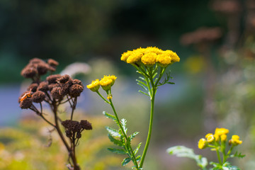 field flower tansy