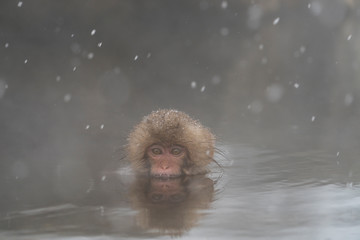 スノーモンキー　温泉に入るサル