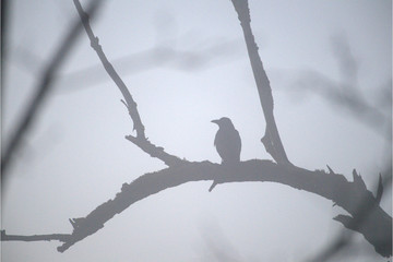Krähe im Nebel