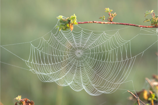 Spinennetz mit Tau