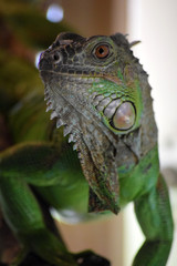 Grüner Leguan