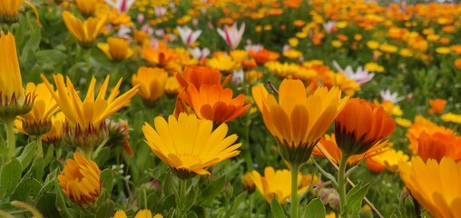 Beautiful Amazing Colorful Flowers