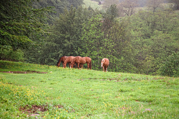 Naklejka premium Some horses grazing in a green meadow after an abundant spring rain