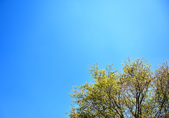 新緑と青空