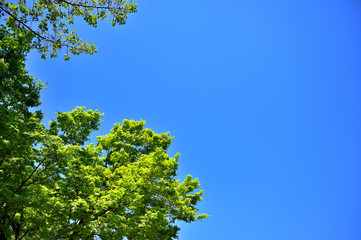 新緑と青空