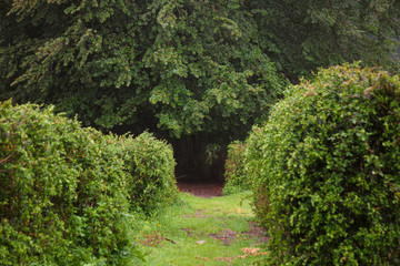 Obraz premium A path between the lush hedges, towards the woods.