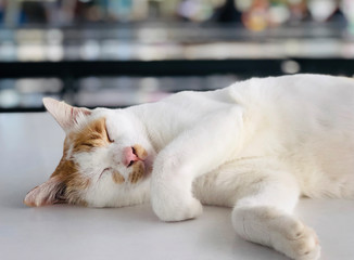 White cat sleeping on a white table behind the bokeh background scenary