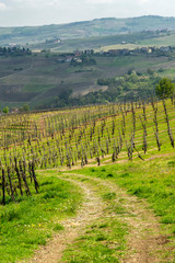 Fototapeta premium Vineyards of Oltrepo Pavese in April