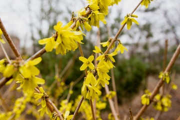 yellow flowers on a tree