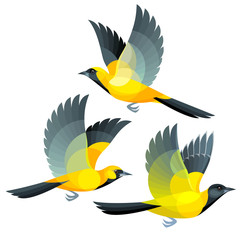Obraz na płótnie Canvas Birds in flight - Orioles