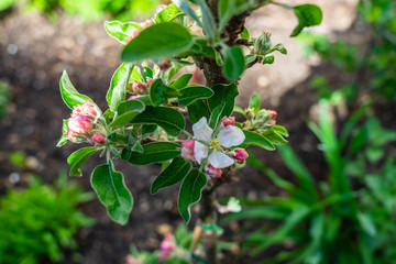 Knospen und Bl&uuml;ten Apfelbaum S&auml;ulenapfel Sorte Malus