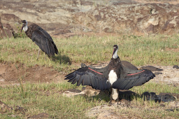 Wollhalsstorch / Woolly-necked stork / Ciconia episcopus