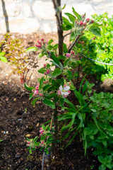 Blüten und Knospen bei einem Säulenapfel im Frühling