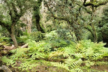 Leafy and green garden with big ferns in Sintra