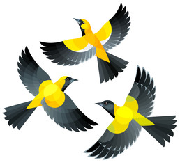 Birds in flight - Orioles