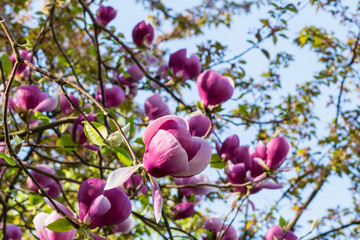 Magnolienstrauch Magnolien Magnolienzweig