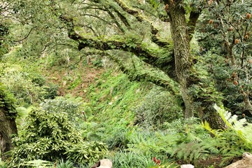 Leafy and green gardens in Sintra