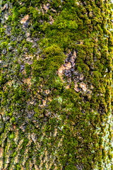 Rustic wood texture with moss