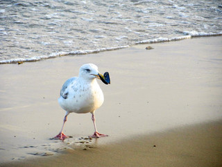 seagull on the beach